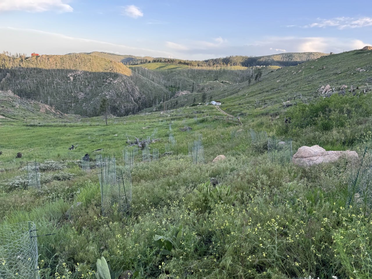 Reforestation in progress — summer valley with tree tubes