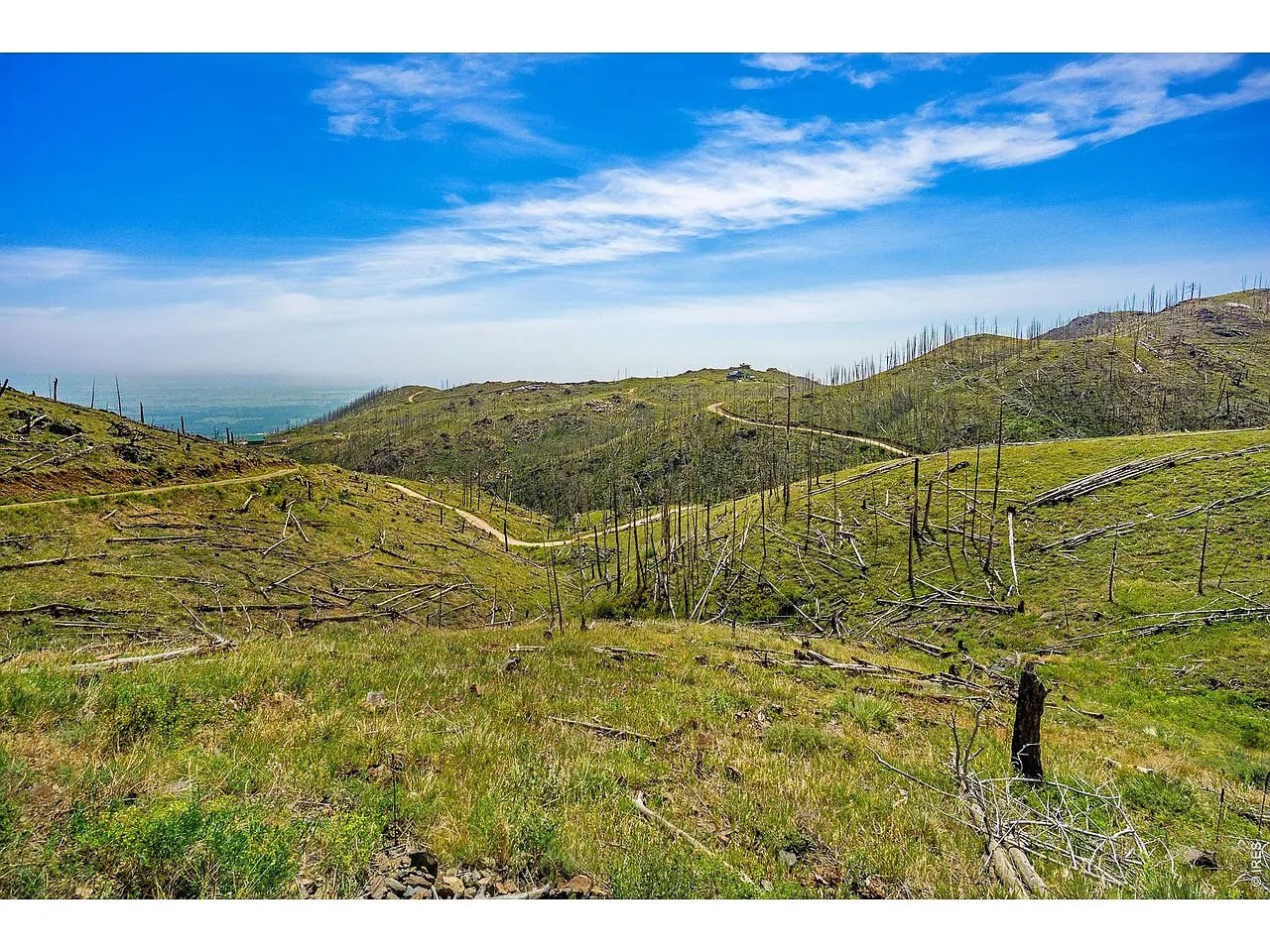 Winding dirt road through post-fire regrowth